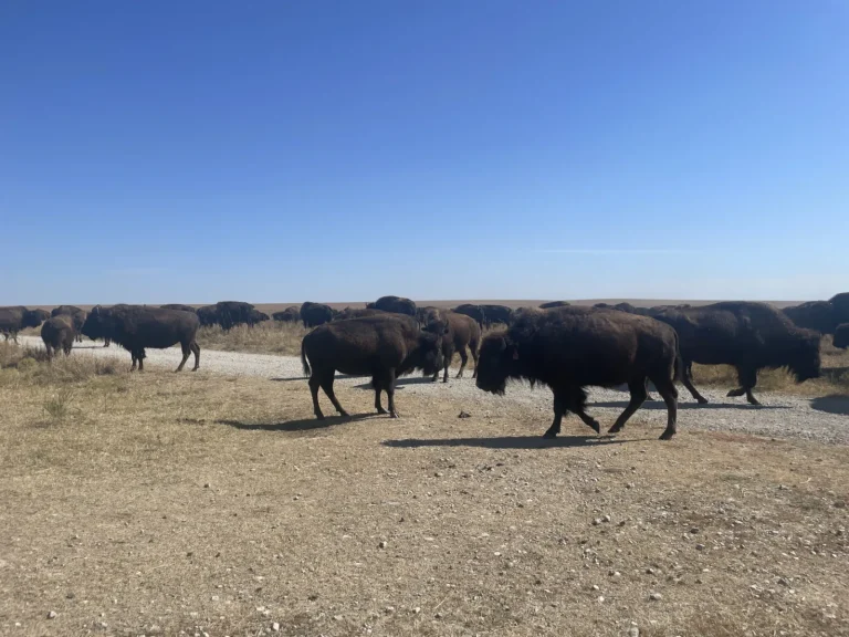 KOSU | NPR: Land Back: A Feasible Reality